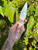 Selenite Knife