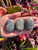 Labradorite Palm Stones