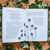 Botanical Curses and Poisons: the Shadow-Lives of Plants