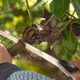 SILKY SUGOI PRO ARBORIST HAND SAW 330MM