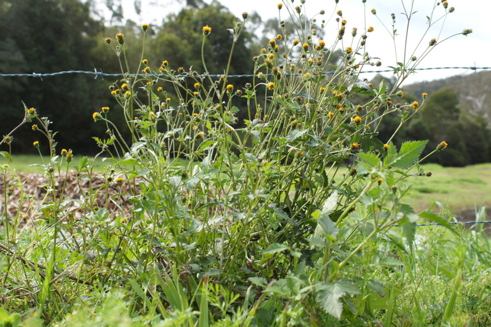 Cobblers Peg Weed