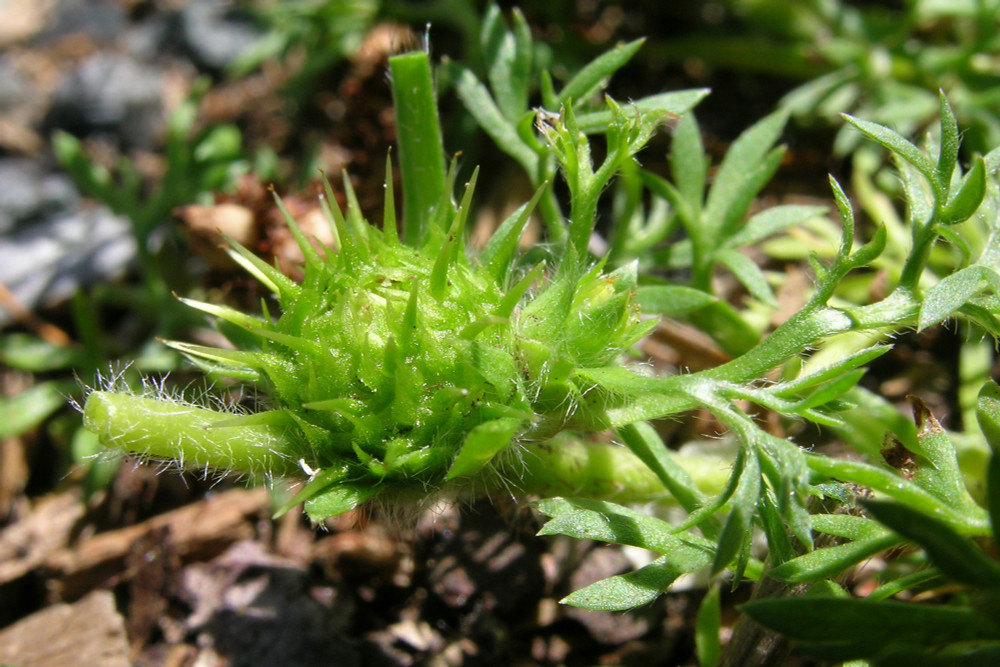 Bindi Soliva sessilis
