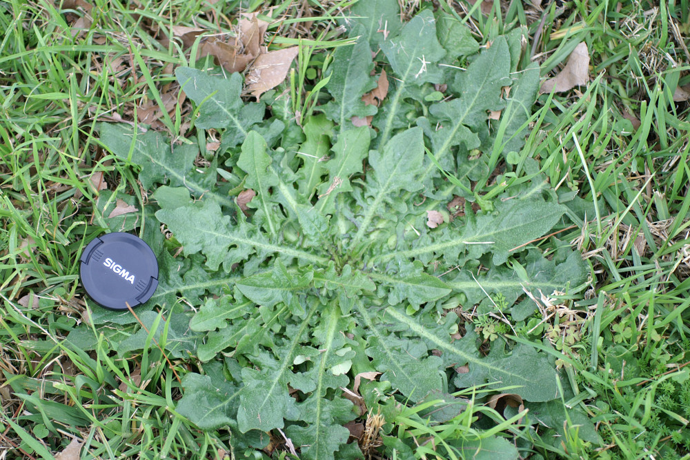 Cats Ear Weed
