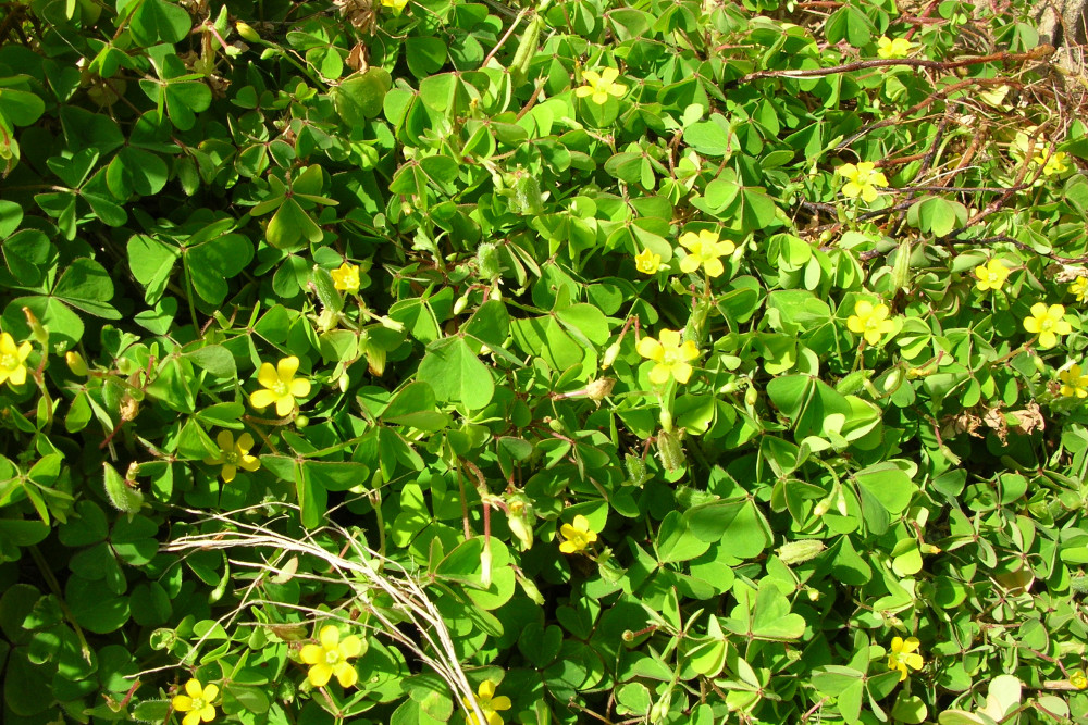 Creeping Oxalis