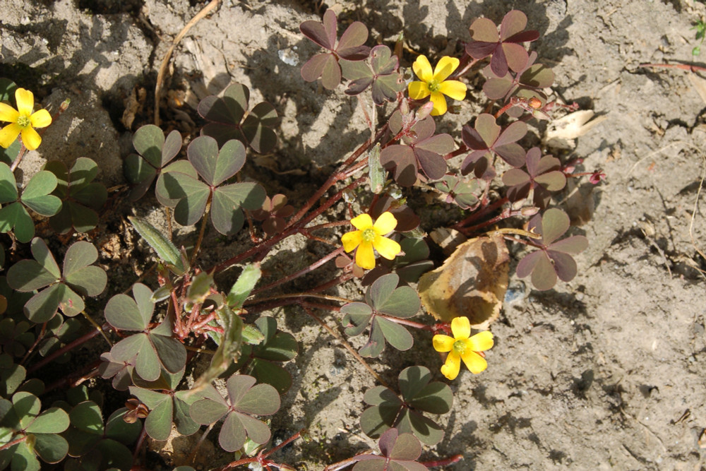 Creeping Oxalis