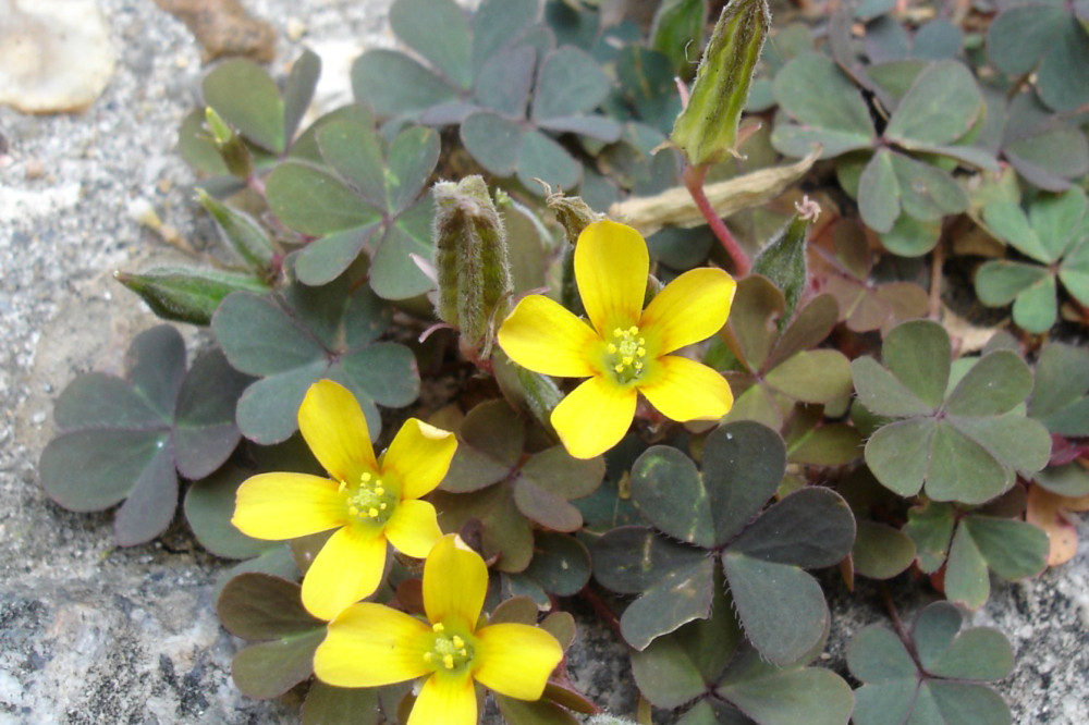 Creeping Oxalis