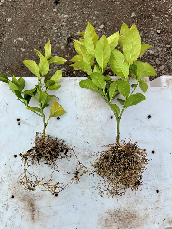 Nursery Trial Results: FloraTech Biostimulants Boost Plant Biomass 47%, Root Development 32% Nursery Trial Results: FloraTech Biostimulants Boost Plant Biomass 47%, Root Development 32%