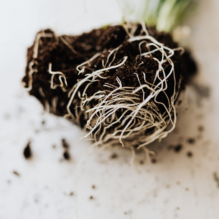 The Business Case for Biostimulants in Australian Nurseries The Business Case for Biostimulants in Australian Nurseries