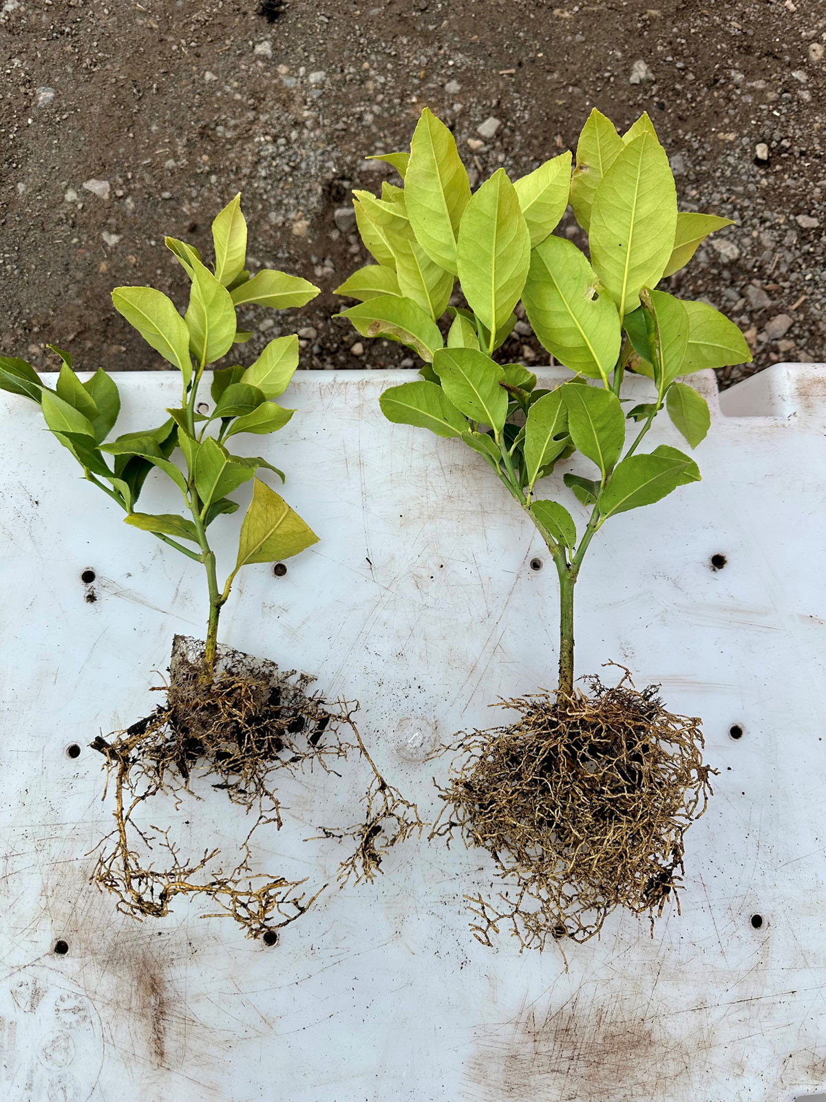 Nursery Trial Results: FloraTech Biostimulants Boost Plant Biomass 47% ...