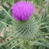 Thistles