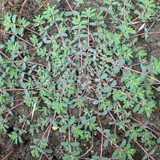 Spurge