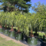 XHD Woven Plastic Plant Bag with 4 Handles, 200L