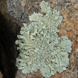 Lichen
