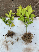 Nursery Trial Results: FloraTech Biostimulants Boost Plant Biomass 47%, Root Development 32%