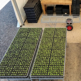 Transplant System Trays