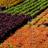 Pest & Disease Control Solutions for Nursery Growers