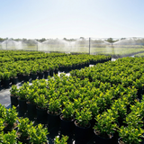 Nursery Summer Management Checklist: Irrigation, Pests & Weeds