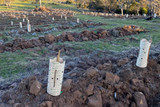 Plastic-Free Revegetation in Australia: A Contractor's Guide to Compliant Tree Guards and Stakes