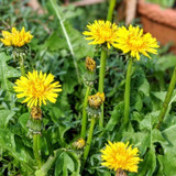 Dandelion
