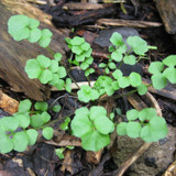 Flickweed