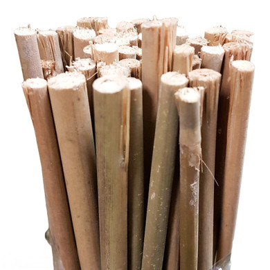 Bamboo Stakes 60cm