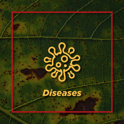 Disease Problem Solver