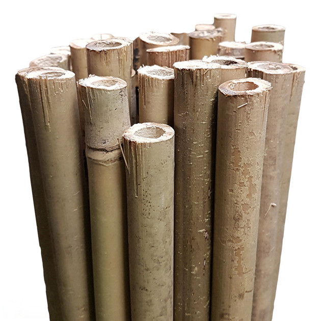 Bamboo Stakes 180cm