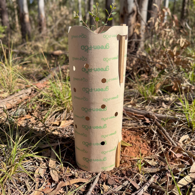 green-POD Paper Tree Guards