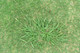 Paspalum Grass