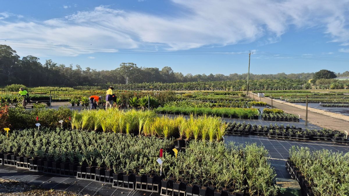 Commercial Australian production nursery utilizing GrowRite cocopeat substrate