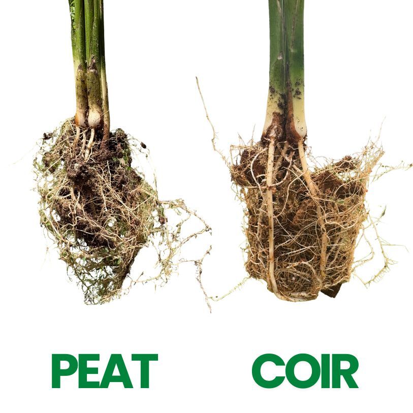 Root development comparison: Sphagnum Peat vs GrowRite Cocopeat
