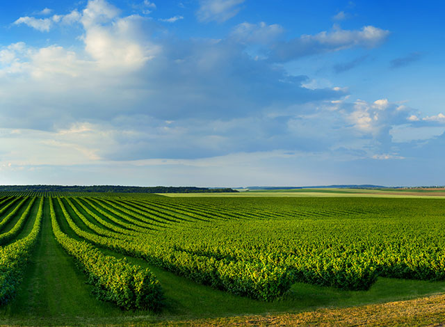 Protected Cropping Supplies