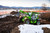 Merlo Turbo Farmer 42.7 CS-136 New Generation