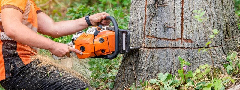 Trilink Chainsaw Chain Storage & Maintenance Tips for Off-Season