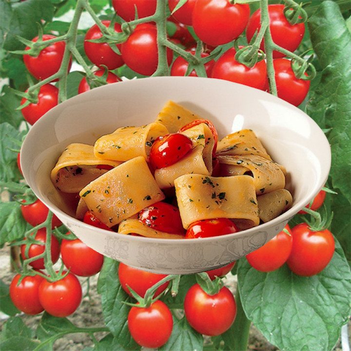Calamarata Summer Pasta Calamarata Summer Pasta