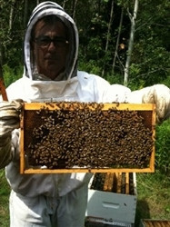 Vermont Cream Honey