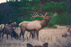 Gearing Up for an Adventurous Elk Hunt Out West this Fall