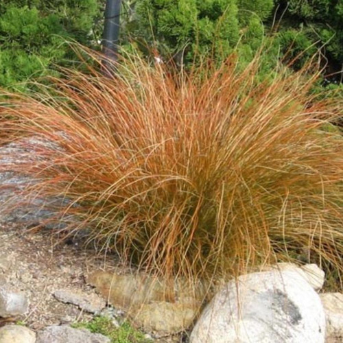 Carex testacea #1-46863982