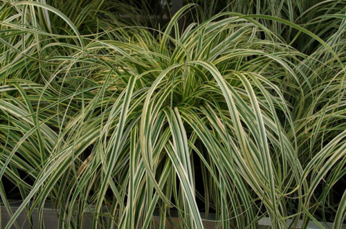Carex osh. 'Feather Falls' Qt-46863162