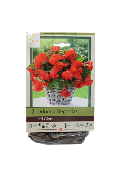 Odorata Begonias