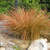 Carex testacea #1-46863982