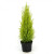 Cupressus Goldcrest Wilma #1-3133866
