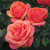 Roses-42197360