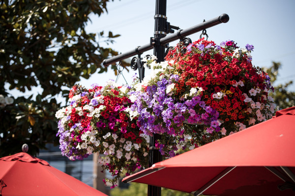 The plants grow and bloom all summer long! Your basket will be planted with self-deadheading petunias!