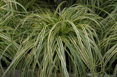Carex osh. 'Feather Falls' Qt-46863162