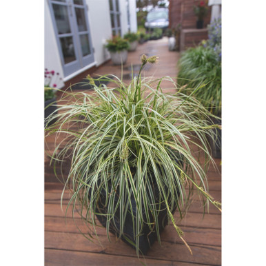 Carex 'Feather Falls' #1-47833260