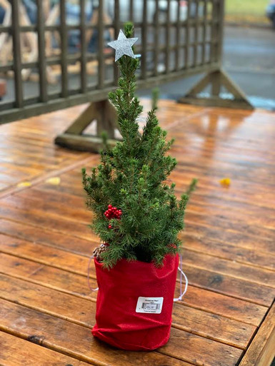 #1 Wilma/Albertiana Christmas Tree-9871564