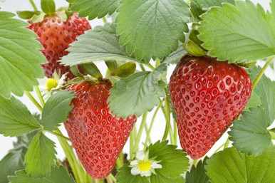 BR Strawberry Bundle (10 ct)-45895