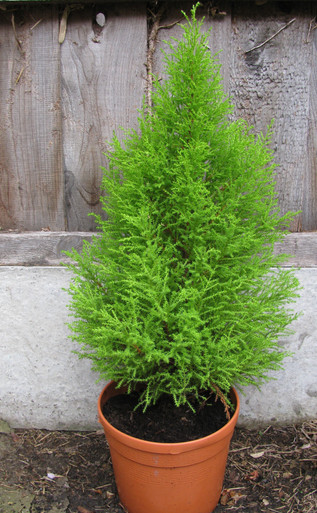 Cupressus Goldcrest Wilma RQt-2541770