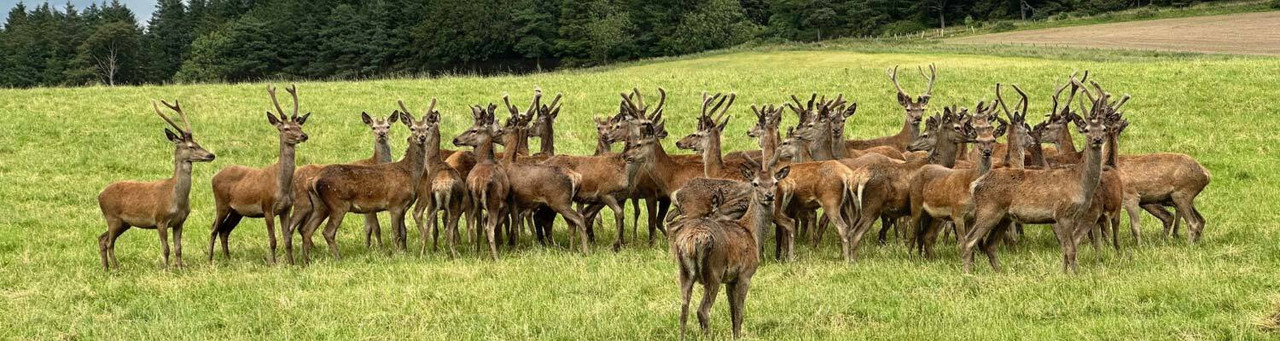 Venison Venison